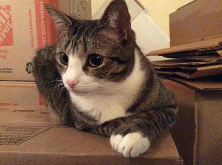 Переезд с кошкой